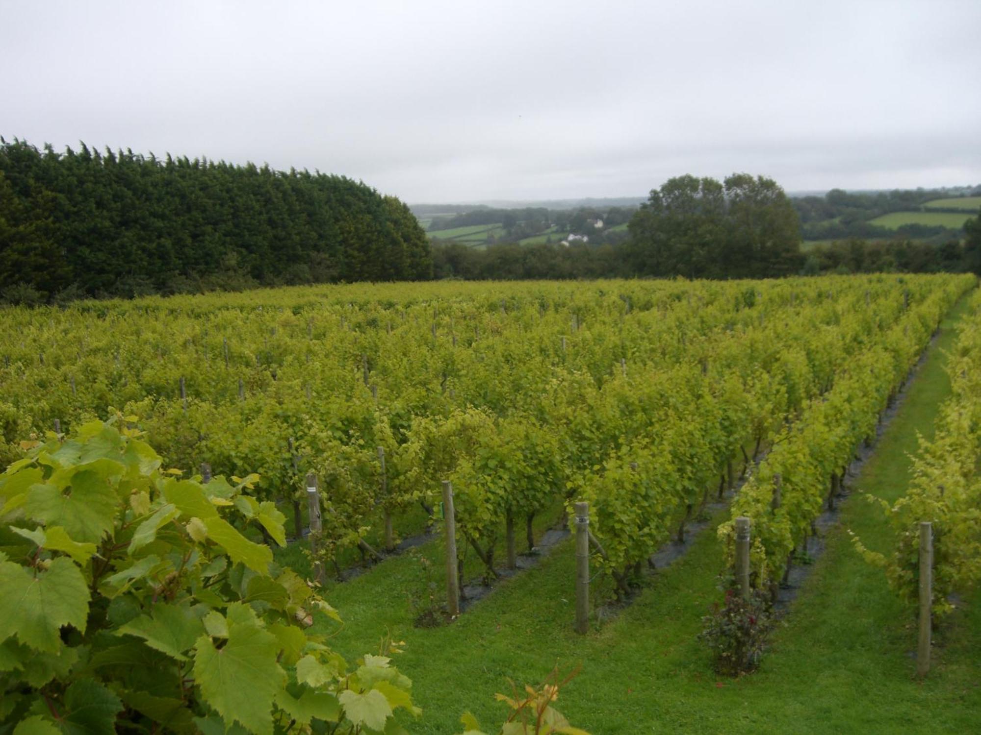 Glyndwr Vineyard Hotel Cowbridge Ngoại thất bức ảnh